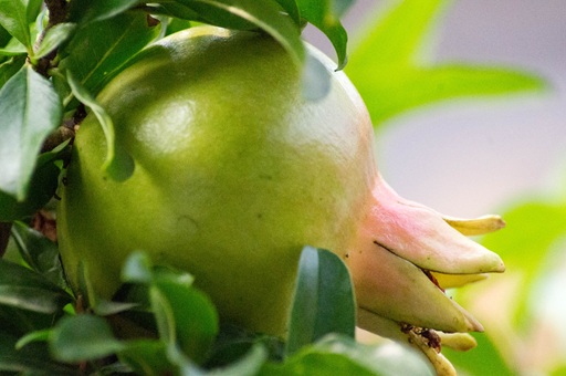 pomegranate.jpg